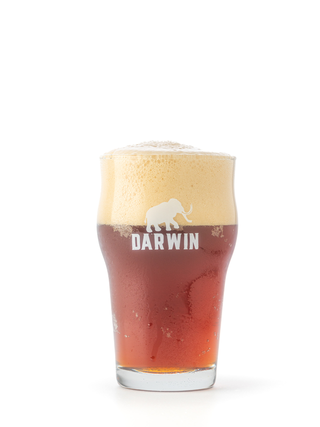Rectángulo Molesto casamentero Pinta Stout DARWIN - Darwin Cerveza Artesanal