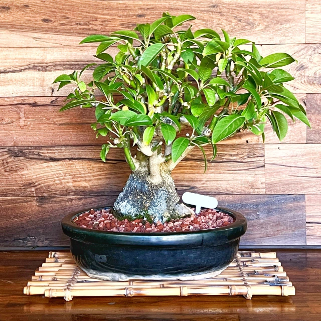 Bonsai Ombu N9 en maceta esmaltada - Domestic Bonsai