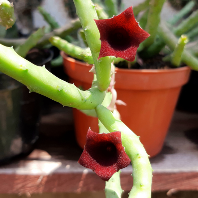 Huernia Pendula Comprar Em Green Garden Uru U