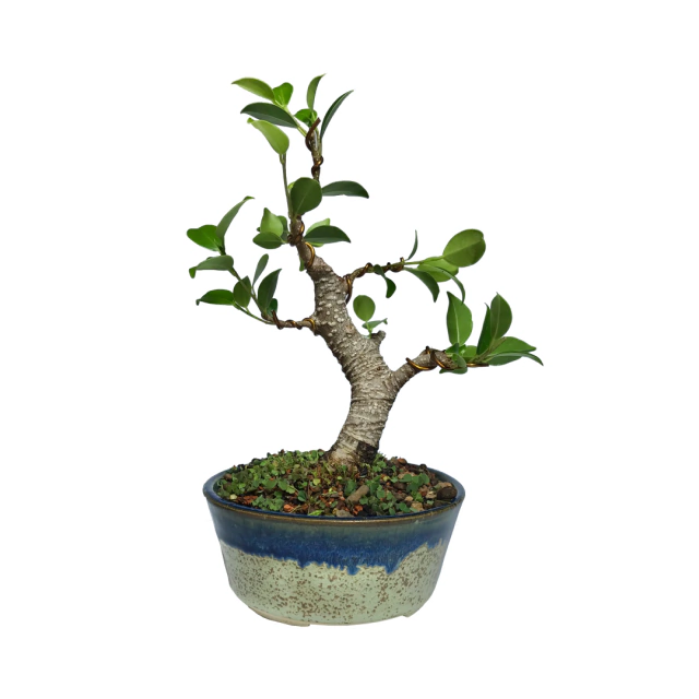 Bonsai de Ficus Retusa - 6 anos
