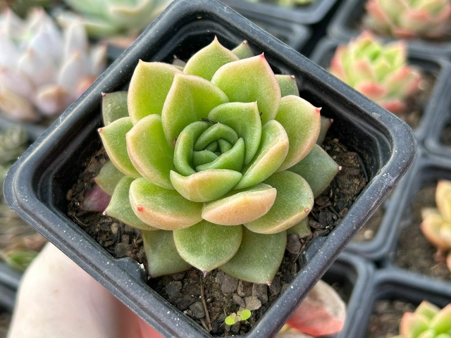 Echeveria Gilva Comprar Em Suculindas Da Ioi