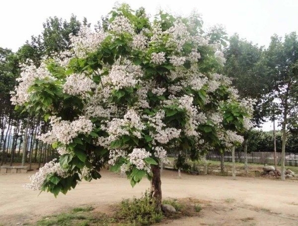 Trombeteira - Catalpa bignonioides - Sementes para Bonsai ou Árvore