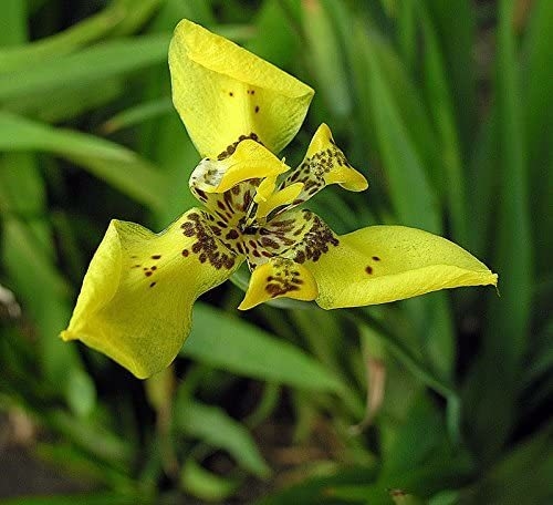 Iris Amarelo - Trimezia sp - Comprar em Plantamundo