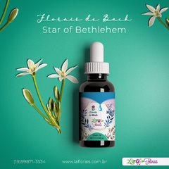 Floral de Bach - Star of Bethlehem 30 ml na internet