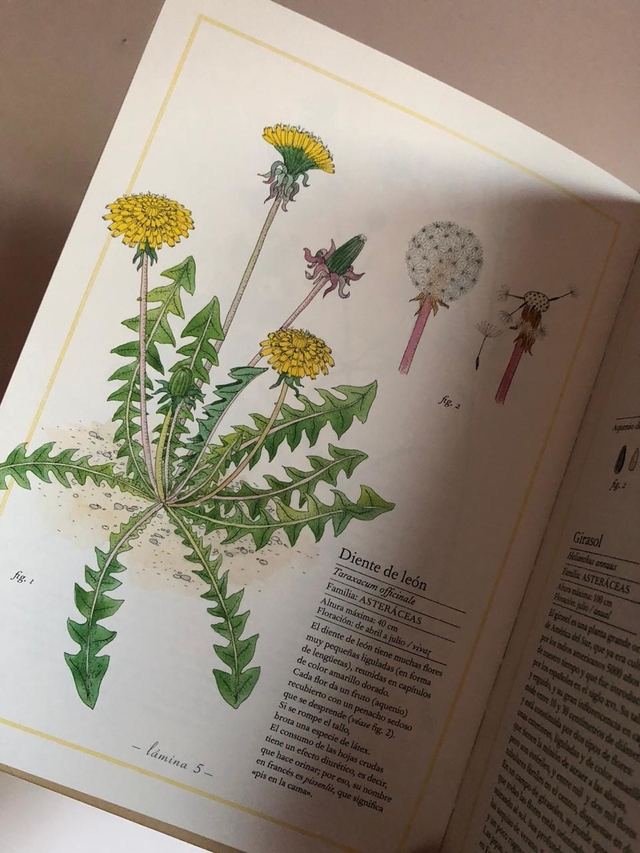 INVENTARIO ILUSTRADO DE FLORES - Comprar en BetyGino INVENTARIO ILUSTRADO DE FLORES - Comprar en BetyGino