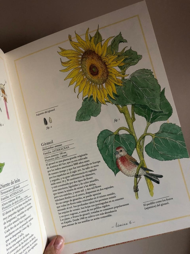 INVENTARIO ILUSTRADO DE FLORES - Comprar en BetyGino INVENTARIO ILUSTRADO DE FLORES - Comprar en BetyGino