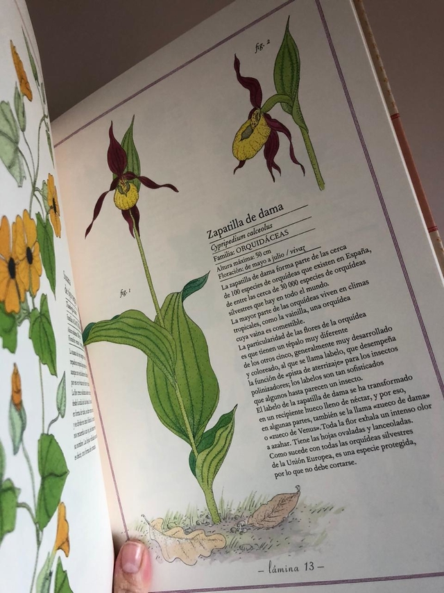 INVENTARIO ILUSTRADO DE FLORES - Comprar en BetyGino INVENTARIO ILUSTRADO DE FLORES - Comprar en BetyGino