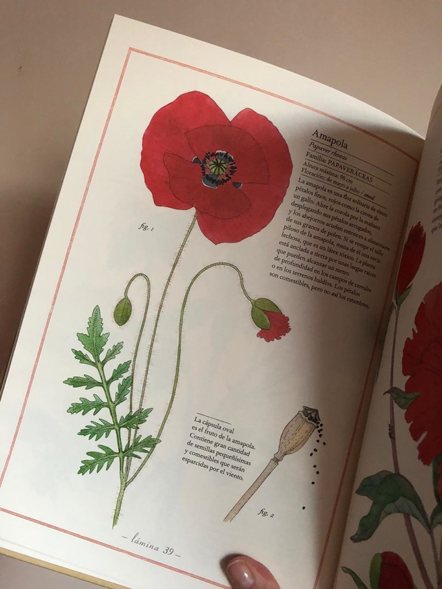INVENTARIO ILUSTRADO DE FLORES - Comprar en BetyGino INVENTARIO ILUSTRADO DE FLORES - Comprar en BetyGino