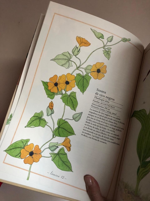 INVENTARIO ILUSTRADO DE FLORES - Comprar en BetyGino INVENTARIO ILUSTRADO DE FLORES - Comprar en BetyGino