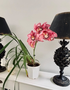 Orquídea Cymbidium - Bozzi Bazar | Boutique de Flores