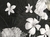 Top Print - Art 8570 - tienda online