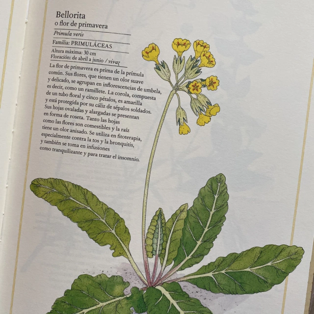 Inventario Ilustrado de Flores - Club EnLápiz Inventario Ilustrado de Flores - Club EnLápiz