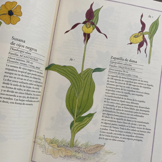 Inventario Ilustrado de Flores - Club EnLápiz Inventario Ilustrado de Flores - Club EnLápiz