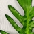 Folhagem Guaimbe Planta Artificial Permanente 81X19cm P - Inigual Decor | Loja de Decoração, Plantas Artificiais, Utilidades, Presentes, Páscoa e Natal