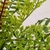 Samambaia Com Broto Buquê Planta Artificial 45x50cm - Inigual Decor | Loja de Decoração, Plantas Artificiais, Utilidades, Presentes, Páscoa e Natal