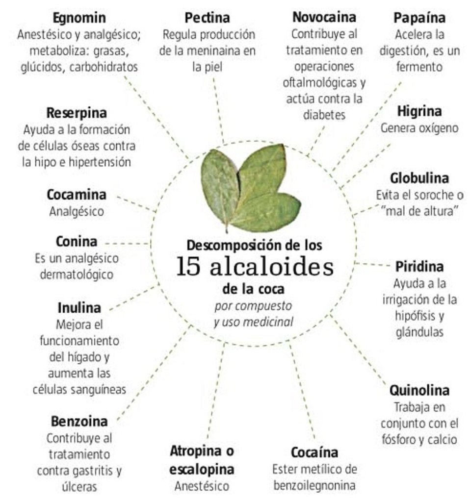 HOJA DE COCA NATURAL SECA EL MOLINO VERDE