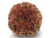 Semente de Alface Crespa Roxa Scarlet | 7.500 sementes | Sakata - comprar online