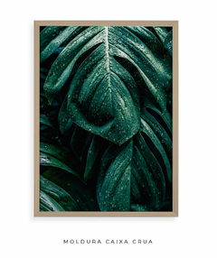 Imagem do Monstera