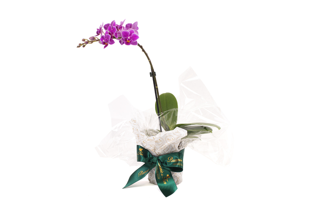Mini Orquídea Natural - Simples