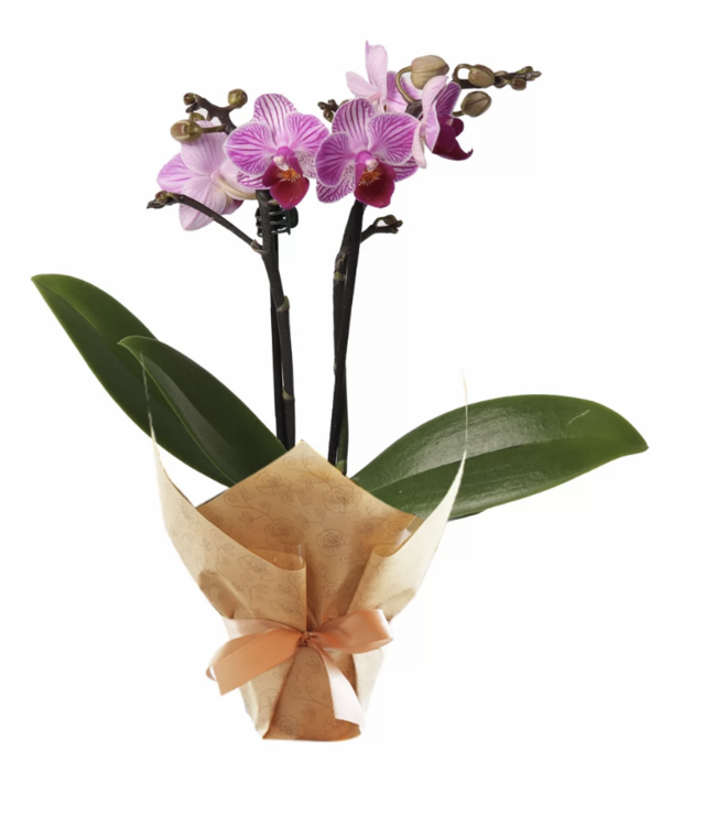 Orquídea Baby Natural - Simples