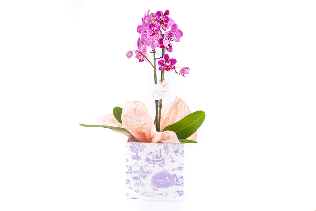 Mini Orquídea Natural - Presente