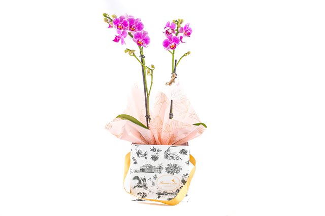 Mini Orquídea Natural - Presente