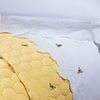 Jogo de lençol queen no percal 200 fios bordado - Jogo de lençol bordado branco com abelhas bordadas