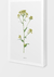 Quadro Brassica Flor - comprar online
