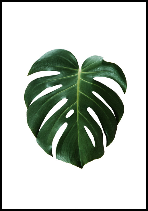 Quadro Costela de Adão Fundo Branco - Comprar em Lura