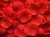 Pacote 1.000 Pétalas de Rosas Artificiais Seda - Vermelho