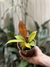 Philodendron prince of orange - comprar online