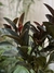 Ficus elástica Borgoña ramificado / gomero - elbosqueplantas