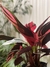 Calathea stromanthe triostar gigante - elbosqueplantas