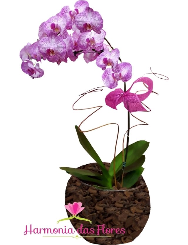 Linda Orquídea Phalaenopsis em Aquário Grande - Cores Variadas
