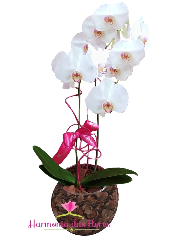 Linda Orquídea Phalaenopsis em Aquário Grande - Cores Variadas