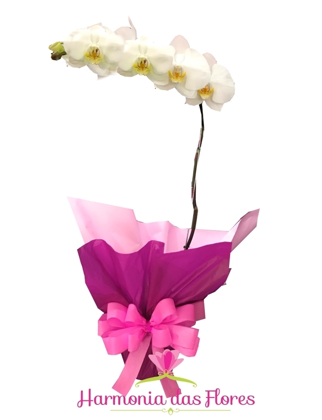 Orquídea Branca em Linda Embalagem para Presente