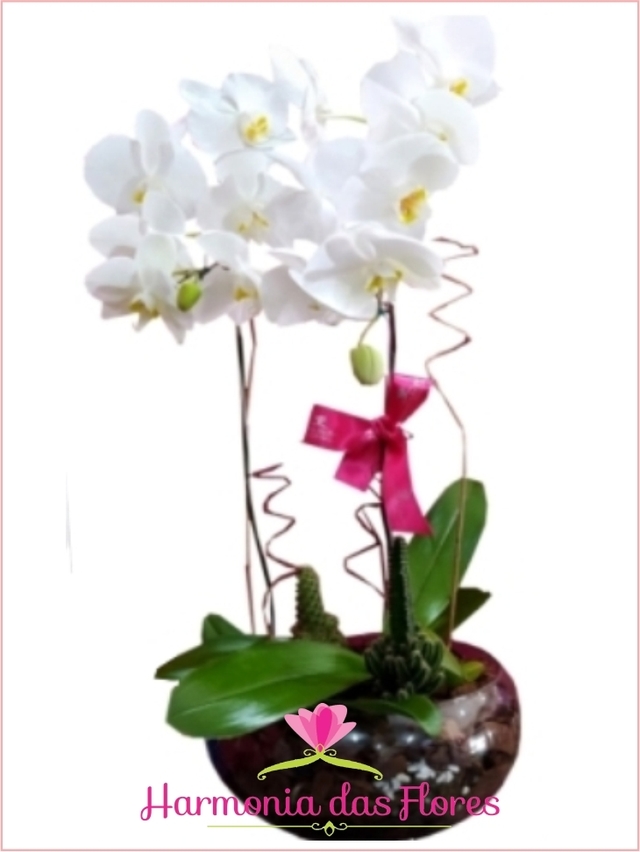 Orquídea Phalaenopsis 2 Hastes, Branca, em Linda Taça