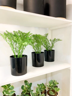 Maceta zoe n14 + planta - comprar online