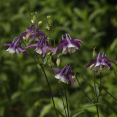 Aquilegia Vulgaris Mix Colores