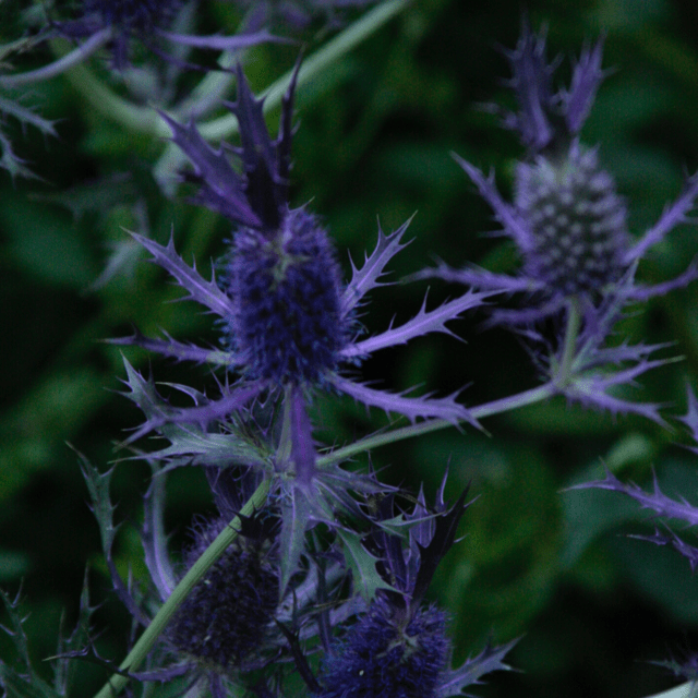 Eryngium Leavenworthii Paquita Romano La Flor Azul