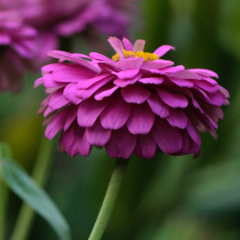 Zinnia Giant