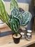 Planta Artificial Kala