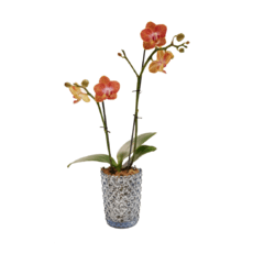 Mini orquídea con maceta de vidrio