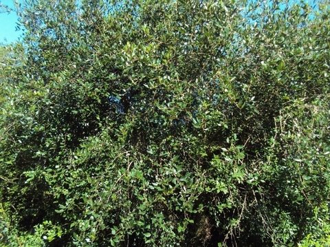 blanquillo árbol nativo