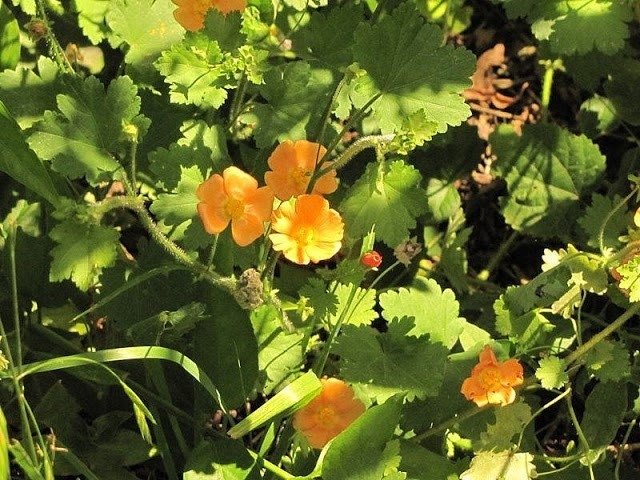 malva de campo planta nativa
