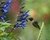 Salvia guaranitica azul Planta Nativa en internet