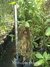 Tabaquillo de Monte Planta Nativa - comprar online