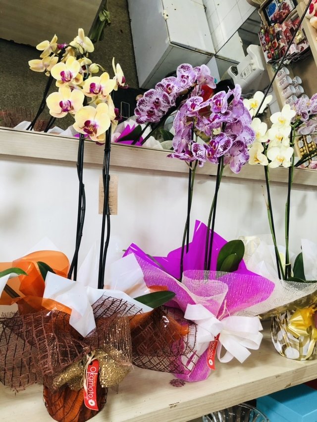 Orquídea para presente - Comprar em Mirla Flores