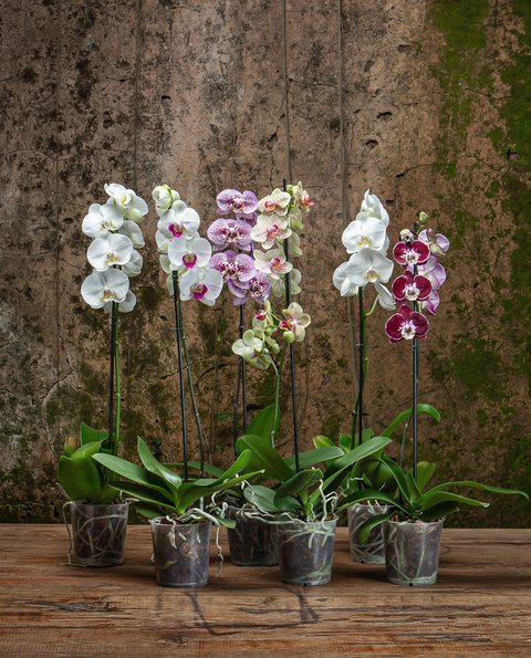 Orquidea Phalaenopsis - SEM EMBALAGEM - Mirla Flores