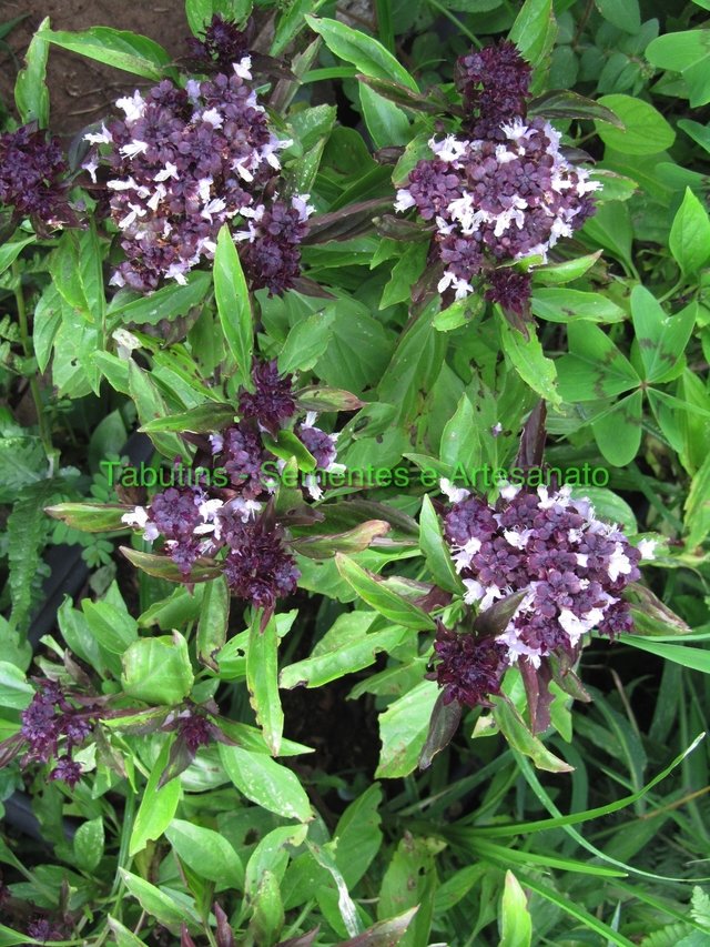 BASILICO THAI Semi Nr.50 - Confezione Per Coltivazione Domestica - Foto 5